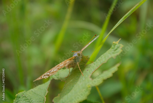 grasshopper on a leaf © Daniel Paweł
