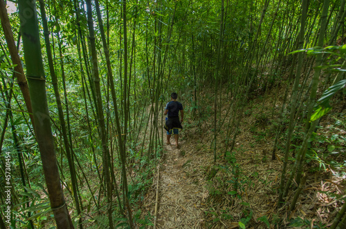 Forest in Vietnam.