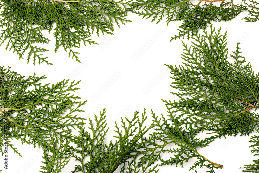 Fresh cypress branch isolated on white background. Fresh cypress branch isolated on white background.