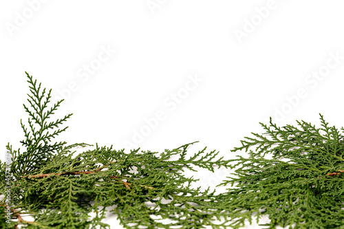 Fresh cypress branch isolated on white background.