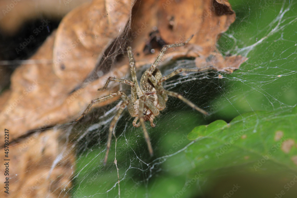 agelena labyrinthica spider macro photo agelena labyrinthica spider macro photo