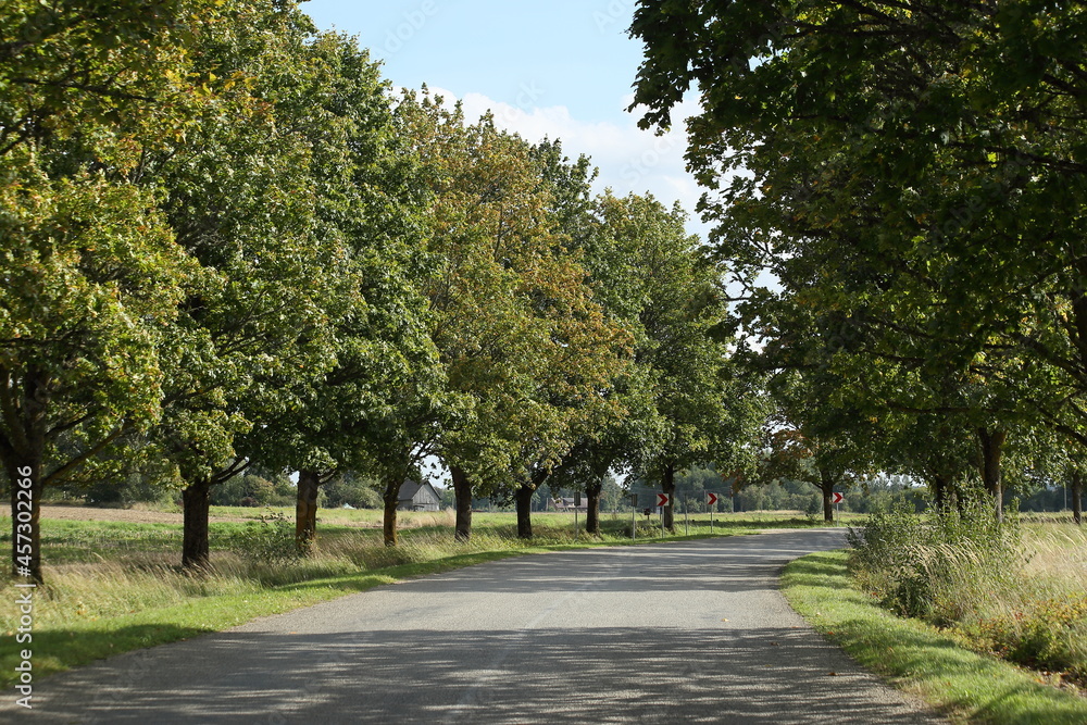 An alley of trees along the road. High quality photo An alley of trees along the road. High quality photo