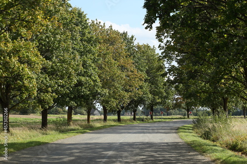 An alley of trees along the road. High quality photo