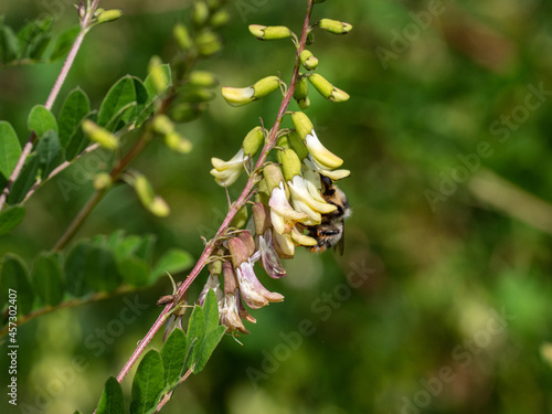 Field of Mongolian milkvetch (Astragalus membranaceus). photo