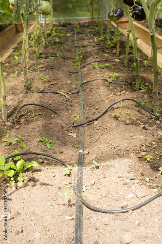 Drip irrigation system in a greenhouse