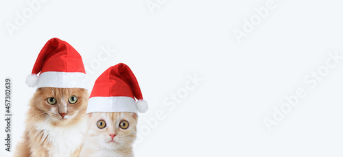 Beige cat and white background Scottish kitten sitting in a red Christmas hat. I look at camera. Banner for the web. White background. © Iuliia Alekseeva