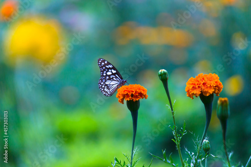  Blue spotted milkweed butterfly or danainae or milkweed butterfly feeding on the Marigold flower plants in natural  environment, macro shots, butterfly garden,   © Robbie Ross