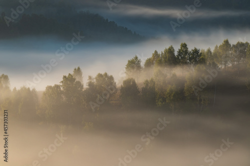 Autumn landscape of foggy forest © alexionutcoman