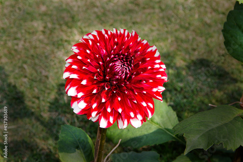 Close-up of flower in green background having bright red petals with white tips photo