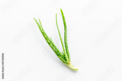 Aloe vera green leaf plant isolated on white