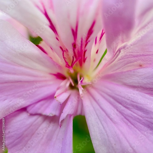 close up of pink flower