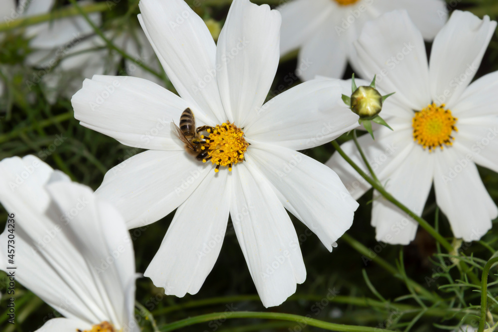 Fototapeta premium White Cosmeya large flower, the bee collects pollen. Blurred background. 