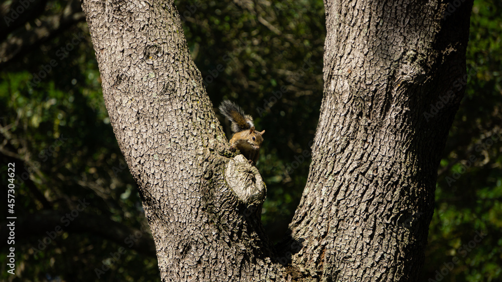 Obraz premium Squirrel