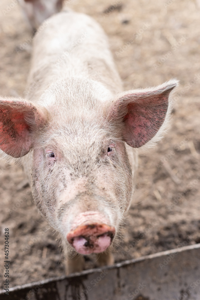 Pig farming raising and breeding of domestic pigs. Pig farming raising and breeding of domestic pigs.