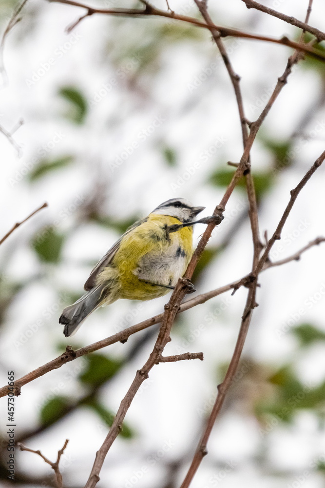 blue tit perched on a tree branch blue tit perched on a tree branch