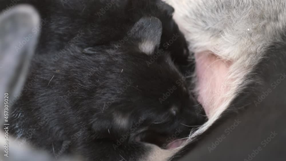 Lot of little newborn pups drinking milk from mother dog. Mom german shepherd dog feeds puppies. breast feeding Lot of little newborn pups drinking milk from mother dog. Mom german shepherd dog feeds puppies. breast feeding