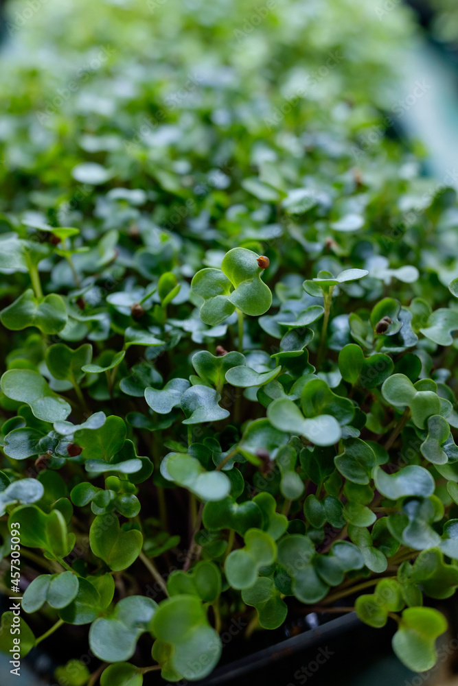 container with young seed shoots. microgreen