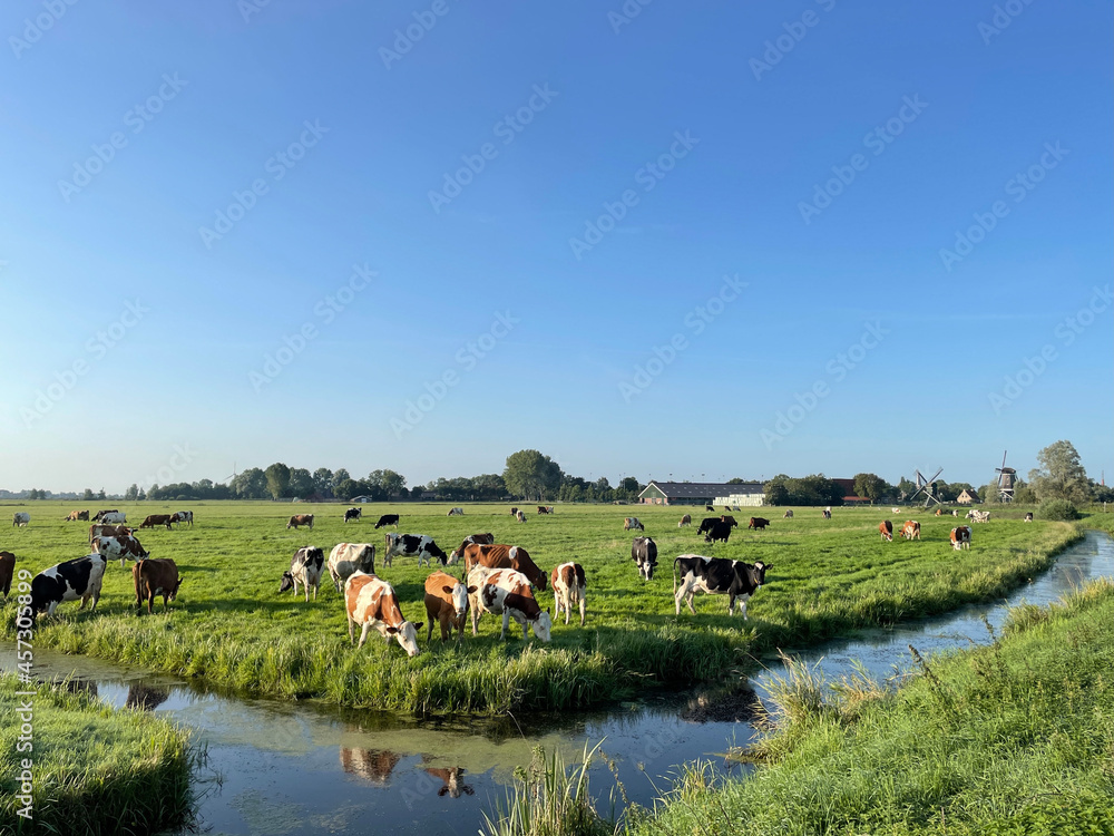 Cows in the meadow