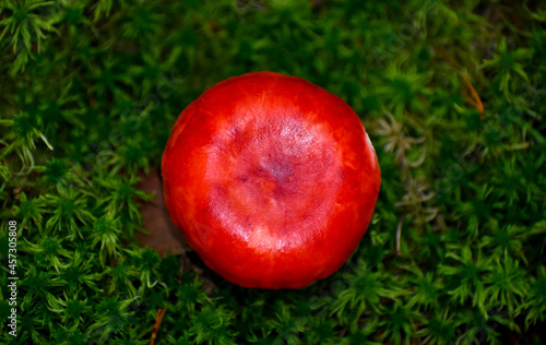 Red russula mushroom. Edible mushroom. Bright wide red hat on a background of green moss. Forest autumn harvest.