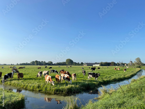 Cows in the meadow © TravelTelly