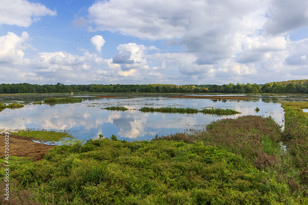 A pond with reed islands in the reserve Het Vinne near Zoutleeuw