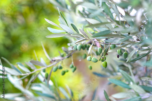 Olive trees in the garden, view of the branch, selective focus.