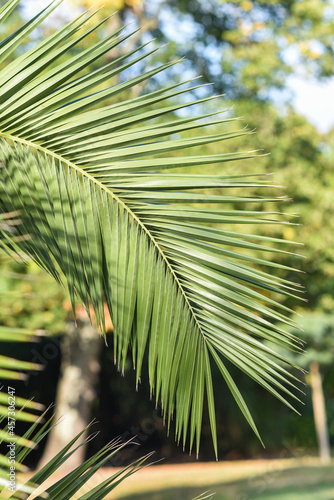 Palm leaf in the garden on a sunny day. Selective focus.