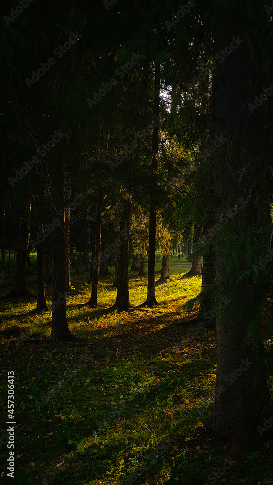 Fototapeta premium the forest in the rays of sunset