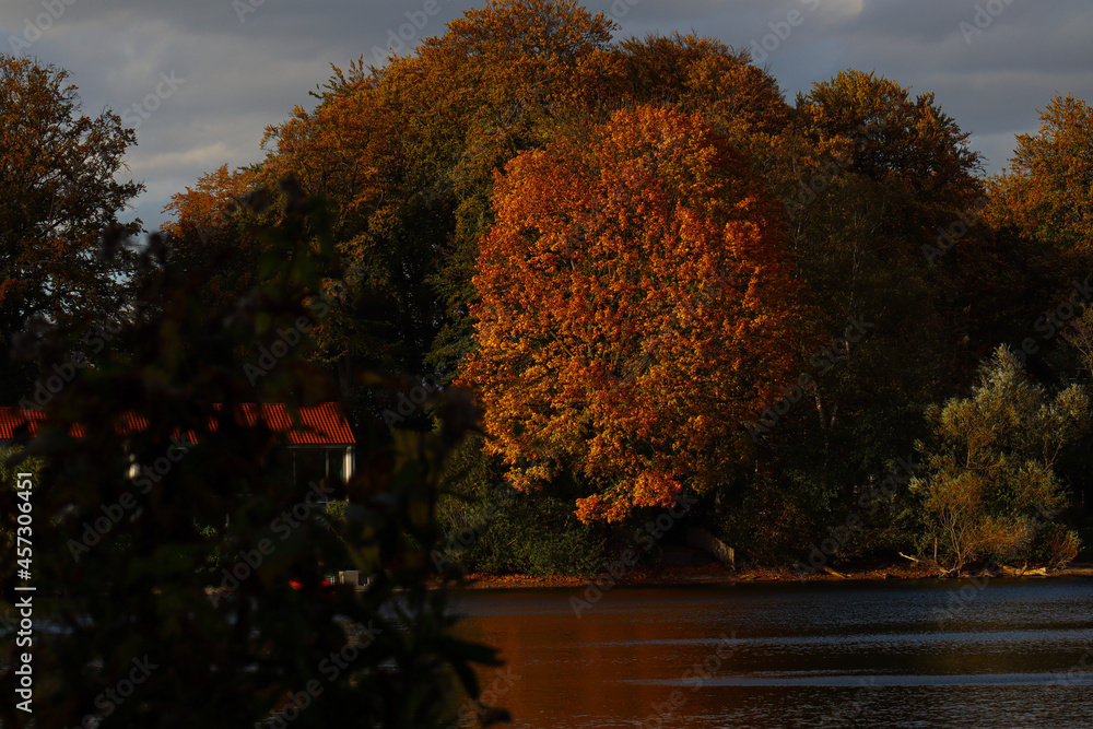 Obraz premium autumn tree