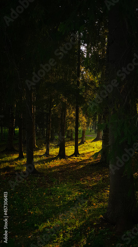 the forest in the rays of sunset