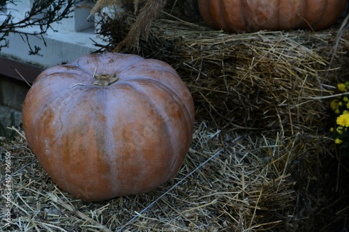 Autumn decor. Pumpkins and flowers	