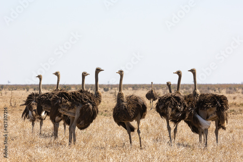 a flock of ostriches in the open 