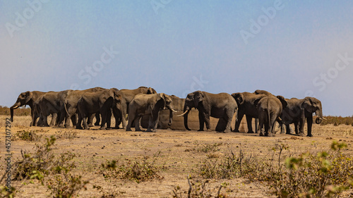 a bachelor herd of African elephants