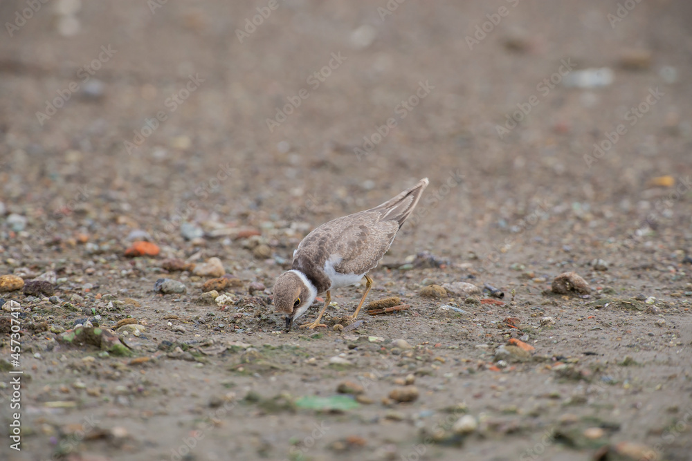 Kentish Plover (Charadrius alexandrinus) feeding by the sea on the beach