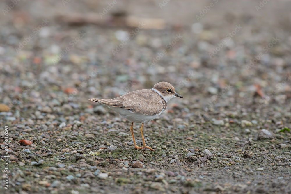 Fototapeta premium Kentish Plover (Charadrius alexandrinus) feeding by the sea on the beach