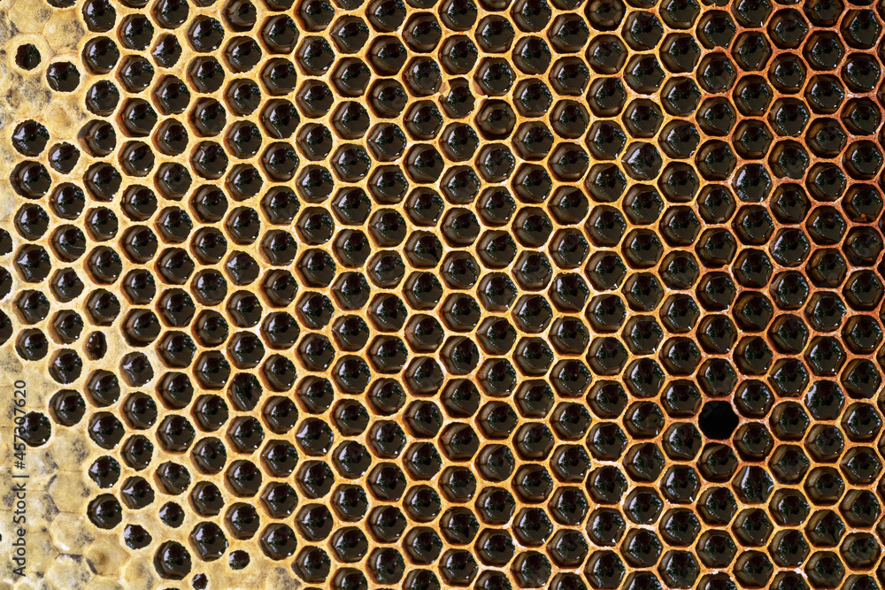 Hexagonal honeycomb background. Abstract natural pattern. Honey cells. Hexagonal honeycomb background. Abstract natural pattern. Honey cells.