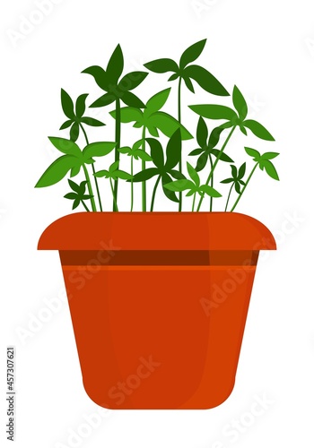 Indoor plant in a pot. Flower. Gardening, floriculture, botany. Cartoon drawing. For collages. Interior web design. Landscape design
