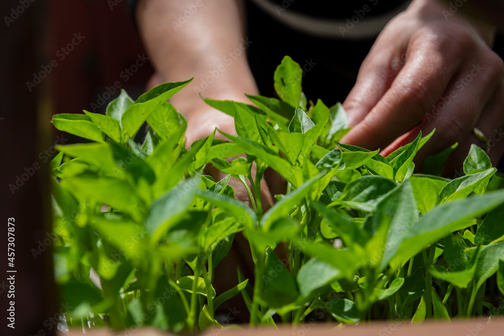 Young woman with red nail polish takes care of pepper seedlings in the garden. Selective Focus Hands Young woman with red nail polish takes care of pepper seedlings in the garden. Selective Focus Hands