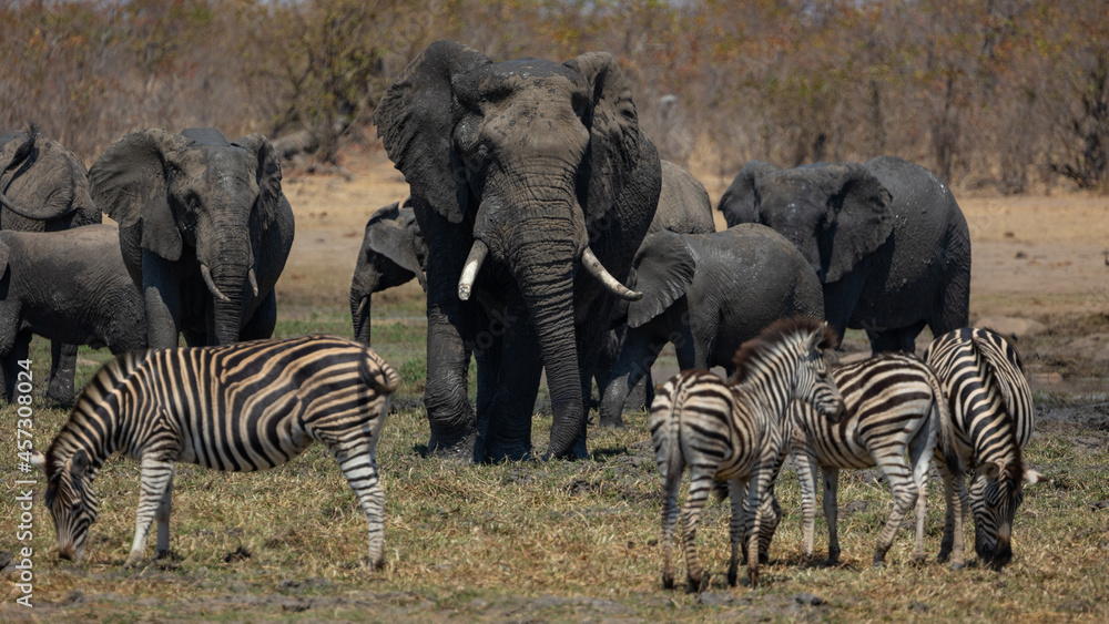 Obraz premium big African elephant bull at the waterhole