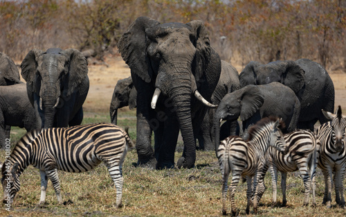 big African elephant bull at the waterhole