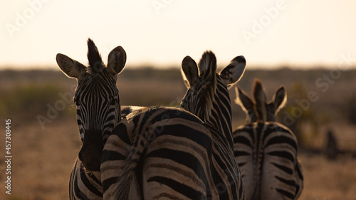back to back zebras in golden light