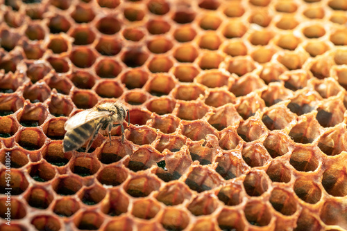 Working bee produce healthy honey. Beekeeping concept.