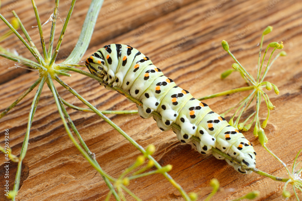 Fototapeta premium Caterpillar - black swallowtail larva on a dill stem. Papilio polyxenes.