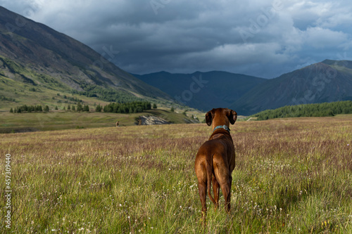 The dog stands in a mountain glade and looks into the distance. A dog against the backdrop of a mountain landscape.