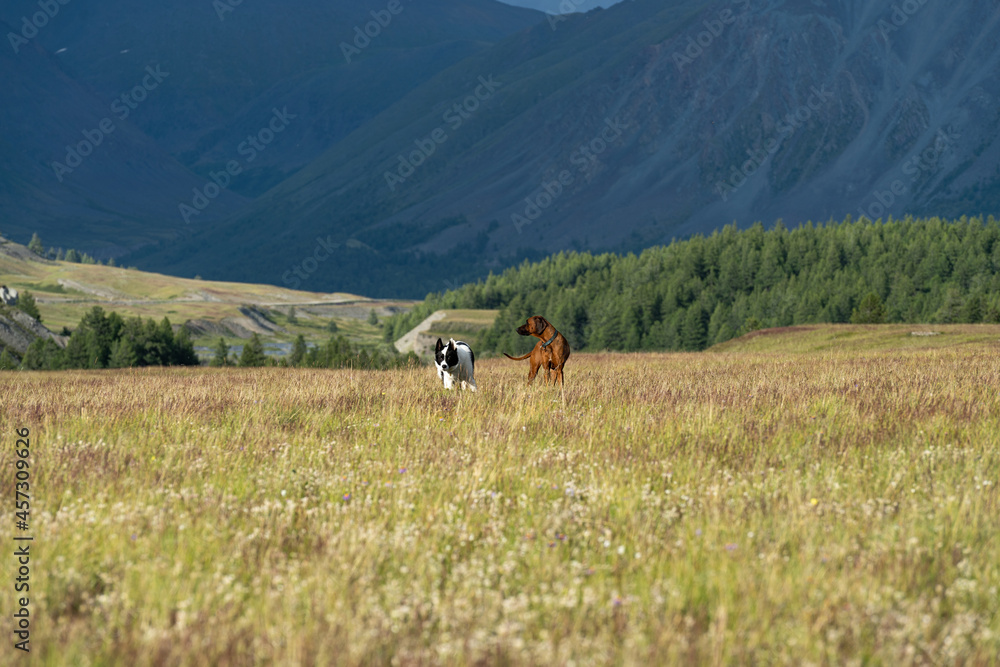 Two dogs play in a clearing surrounded by mountains. Hunting dogs in mountain meadows Two dogs play in a clearing surrounded by mountains. Hunting dogs in mountain meadows