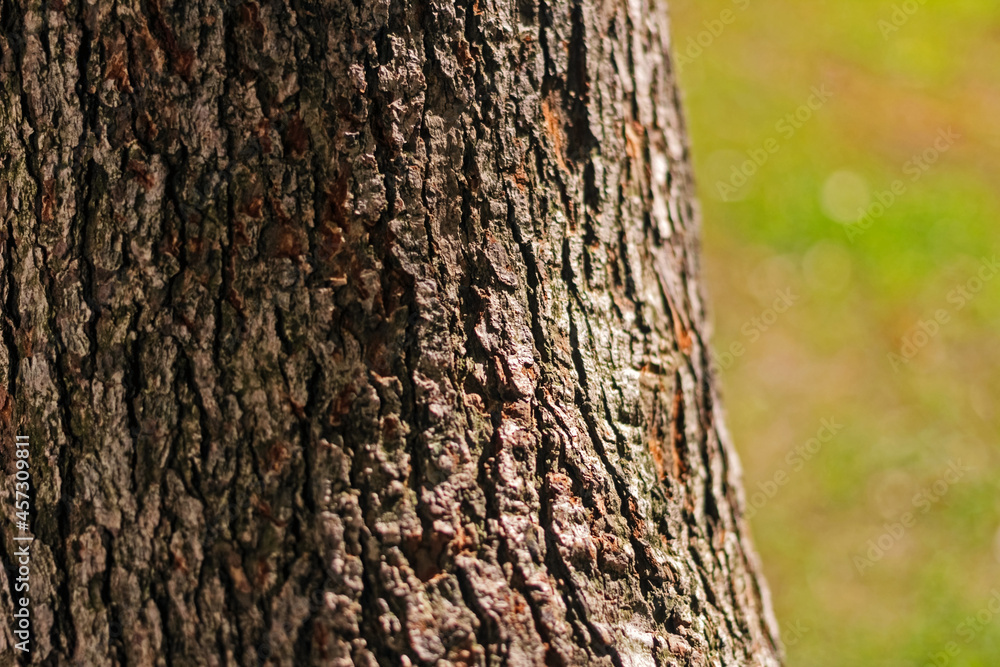 Real pretty old tree bark Real pretty old tree bark