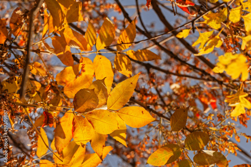 Golden autumn leaves on blue sky background
