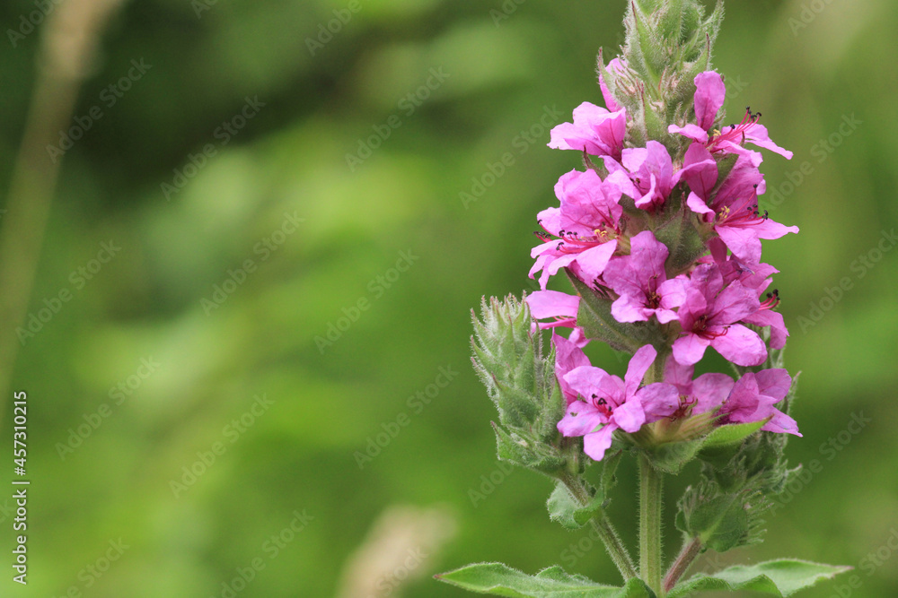 Obraz premium lythrum salicaria flower macro photo