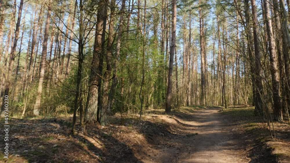 POV shot of a person walking through a forest during a sunny and bright spring day. Camera tilt from the path. POV shot of a person walking through a forest during a sunny and bright spring day. Camera tilt from the path.