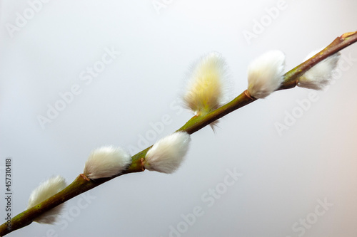 branch with willow catkins